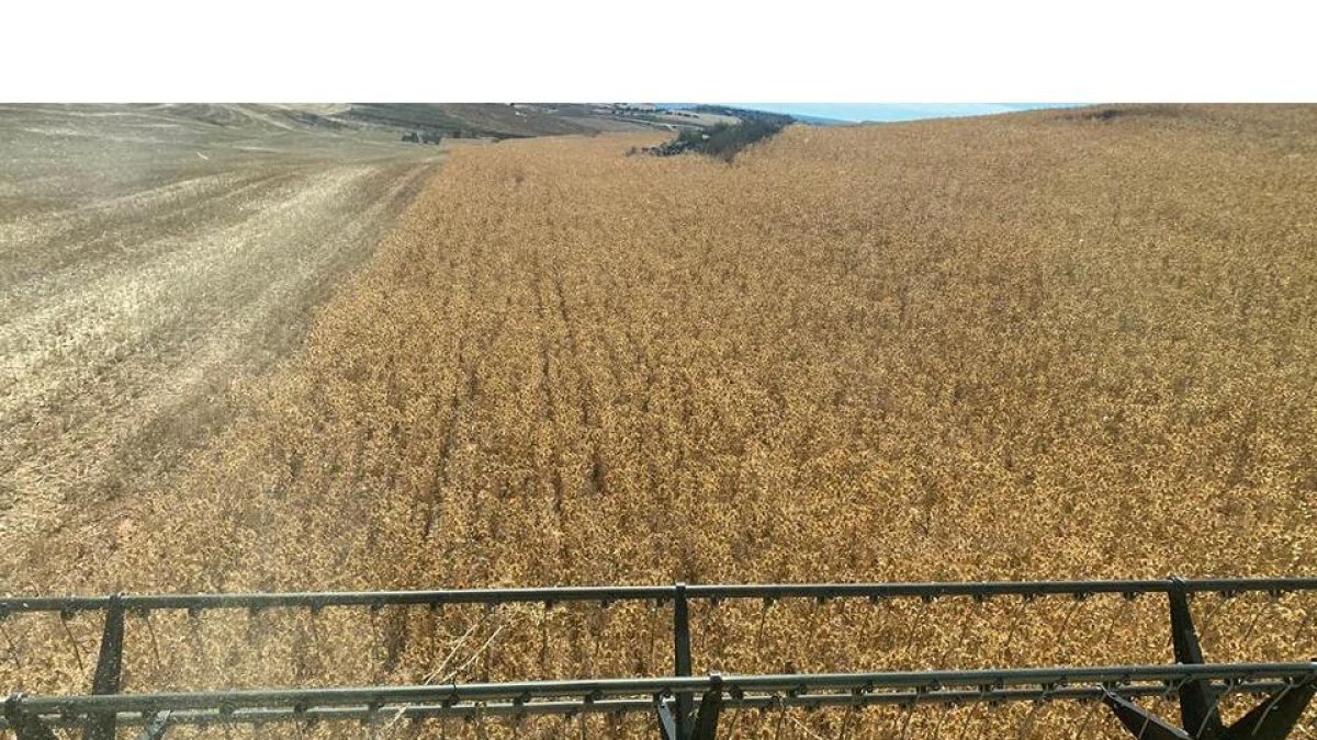 El cultivo de cártamo en Castilla y León se extiende ya en 2.219 las hectáreas. / HDS