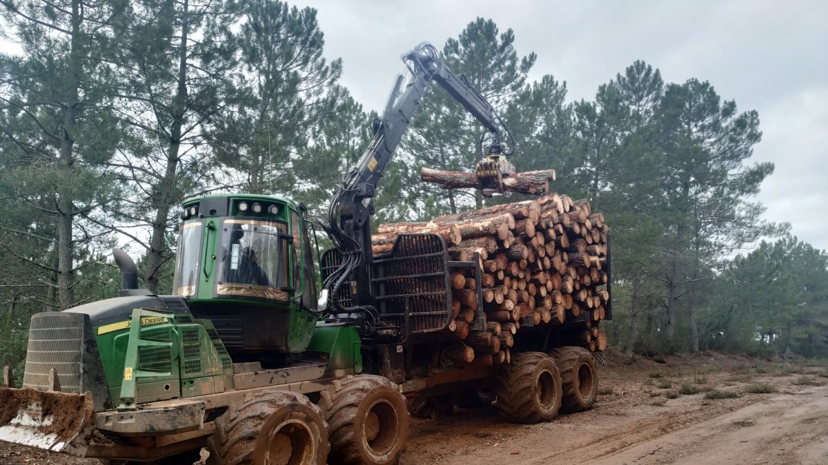 Recogida de madera por agentes medioambientales. -ICAL