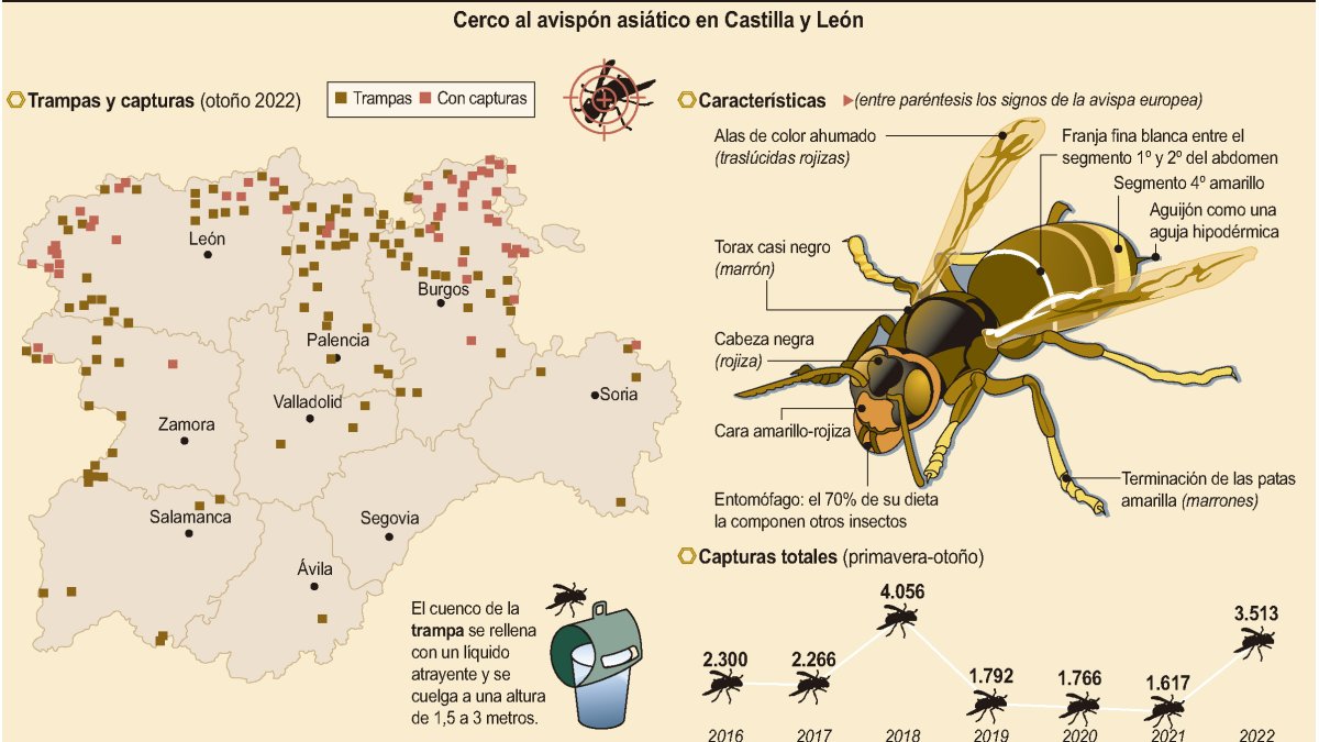 Cerco al avispón asiático en Castilla y León.- ICAL