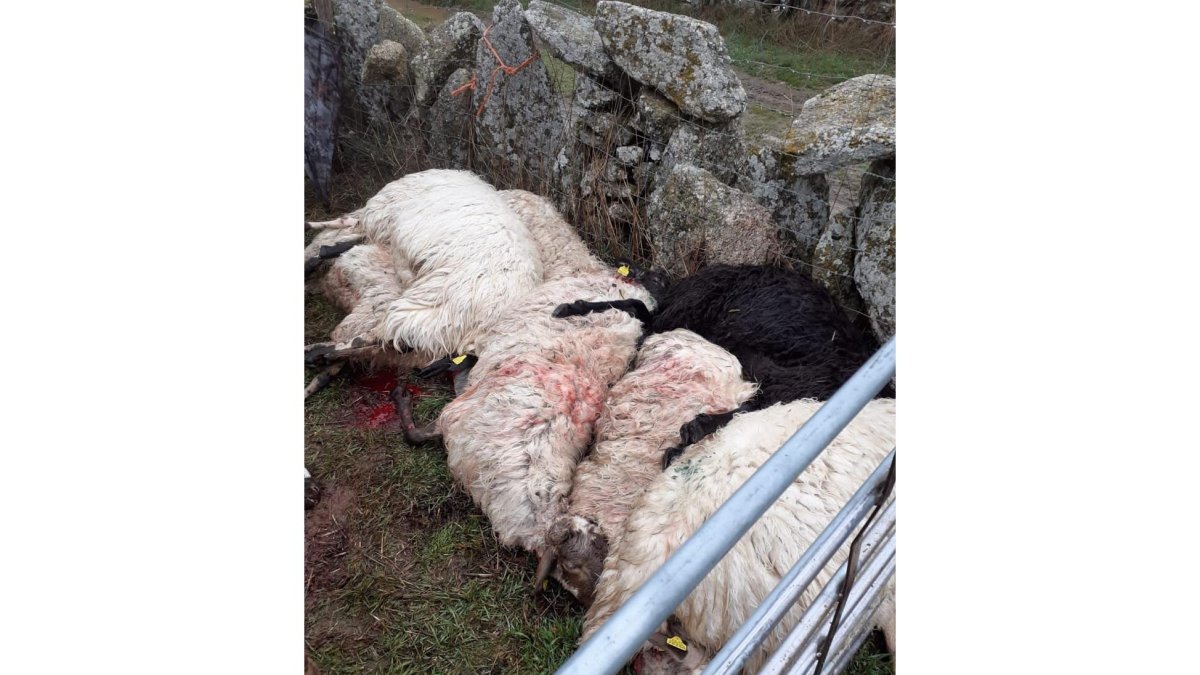Un ataque de lobos provoca la muerte de trece ovejas en una explotación en Villamar de la Ladre (Zamora).- ICAL