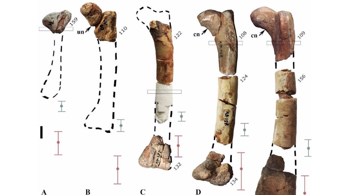 Imagen del estudio sobre un dinosaurio enano descubierto en Burgos.- MUSEO DE LOS DINOSAURIOS DE SALAS DE LOS INFANTES