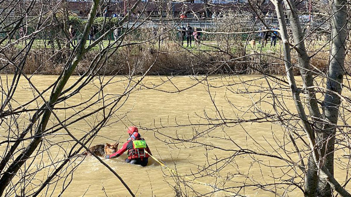 Los bomberos de León rescatan a un perro pastor alemán en el río Bernesga a su paso por la capital.- ICAL