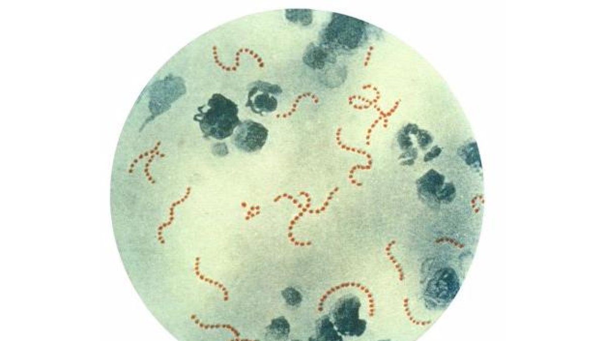Bacteria estreptococo. EUROPA PRESS