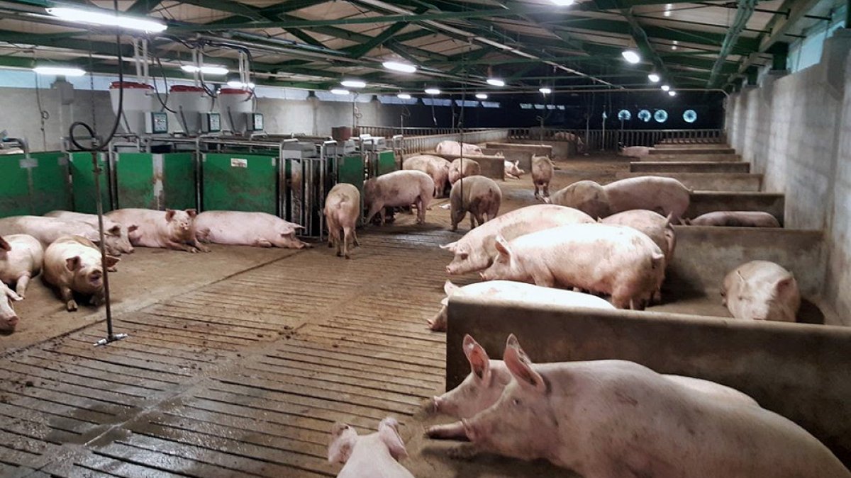 Las mayoría de granjas de porcino de Castilla y León han perdido ejemplares a raíz de la crisis sanitaria. / AGENCIA PYME