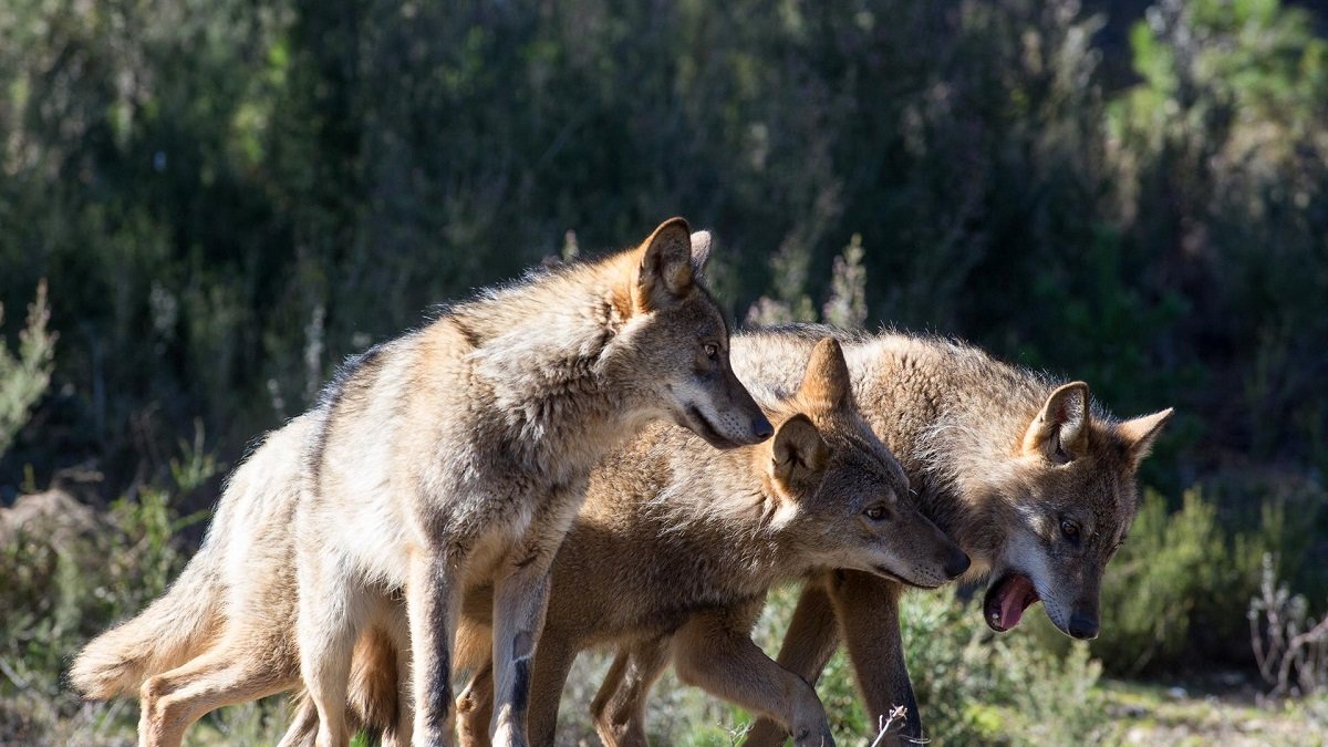 Fotografía de archivo de lobos ibéricos. - E. PRESS
