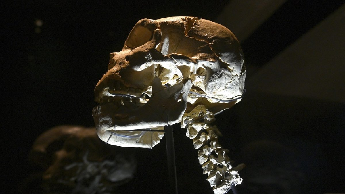 Presentación de las vértebras cervicales que completan el Cráneo número 5 del Museo de la Evolución Humana. / ICAL