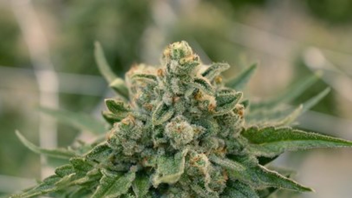 Cannabis cultivado en las instalaciones de Ondara. HDS