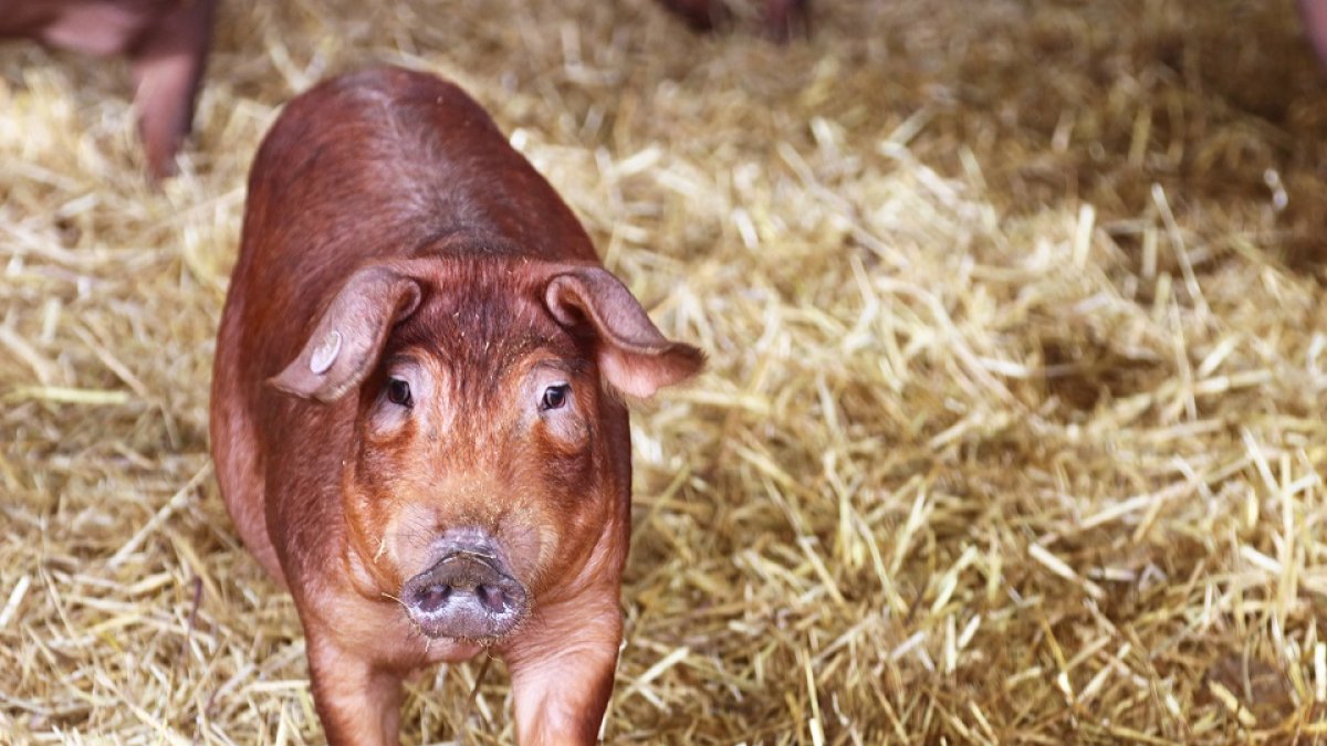 Imagen de archivo de una granja de cerdos. -E. M