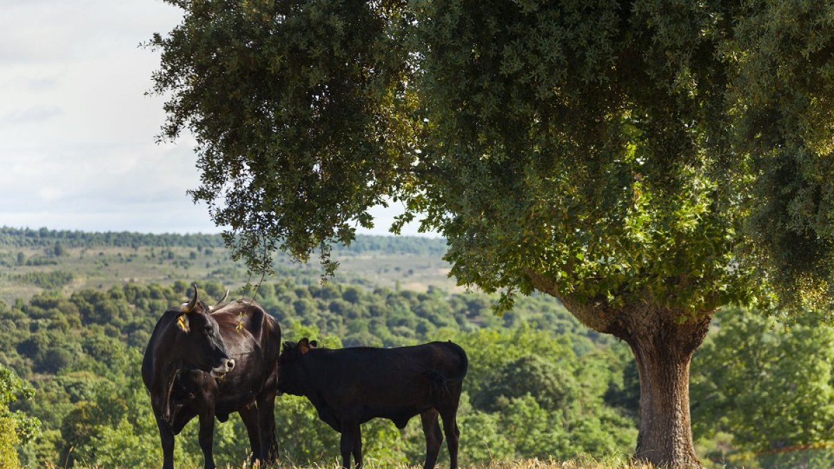 Dos nuevos terneros de vaca sayaguesa en la Reserva Biológica Campanarios de Azaba (Salamanca). - ICAL