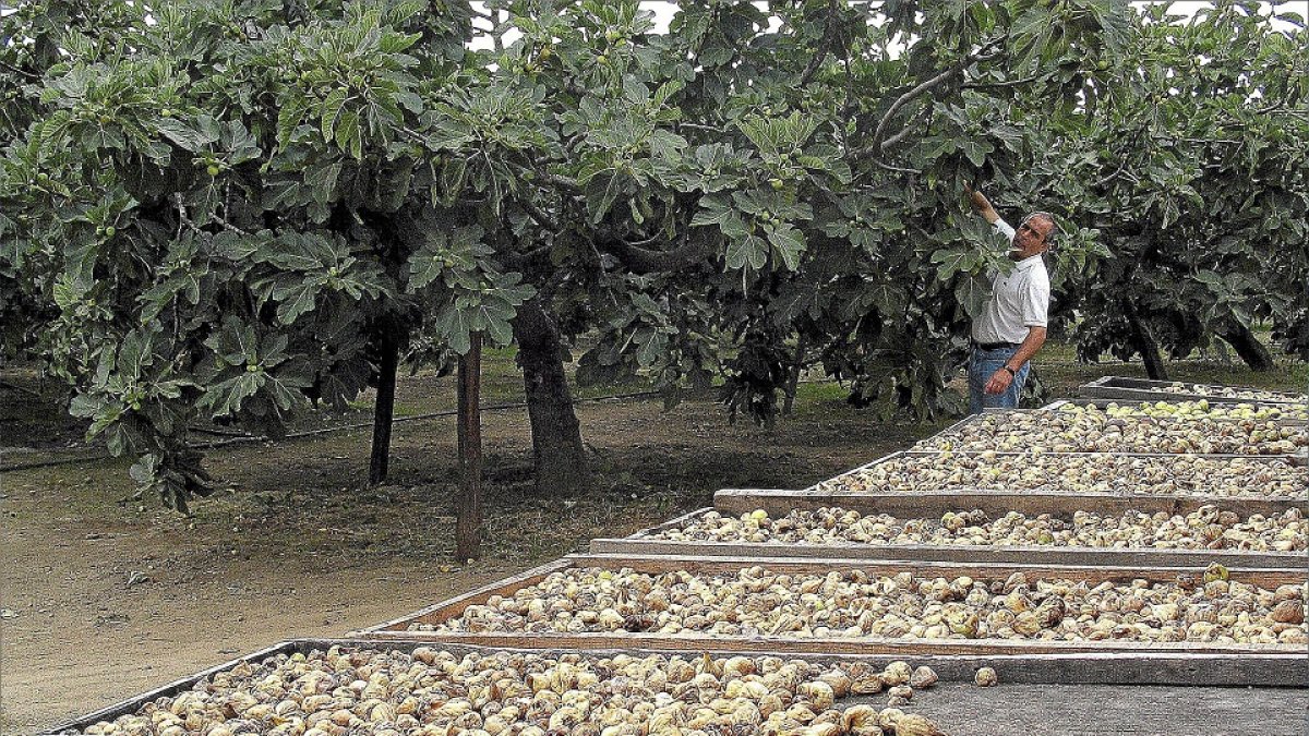 Un agricultor recoge higos en la localidad abulense de Poyales del Hoyo, la mayor zona productora de la Comunidad. / R. S.
