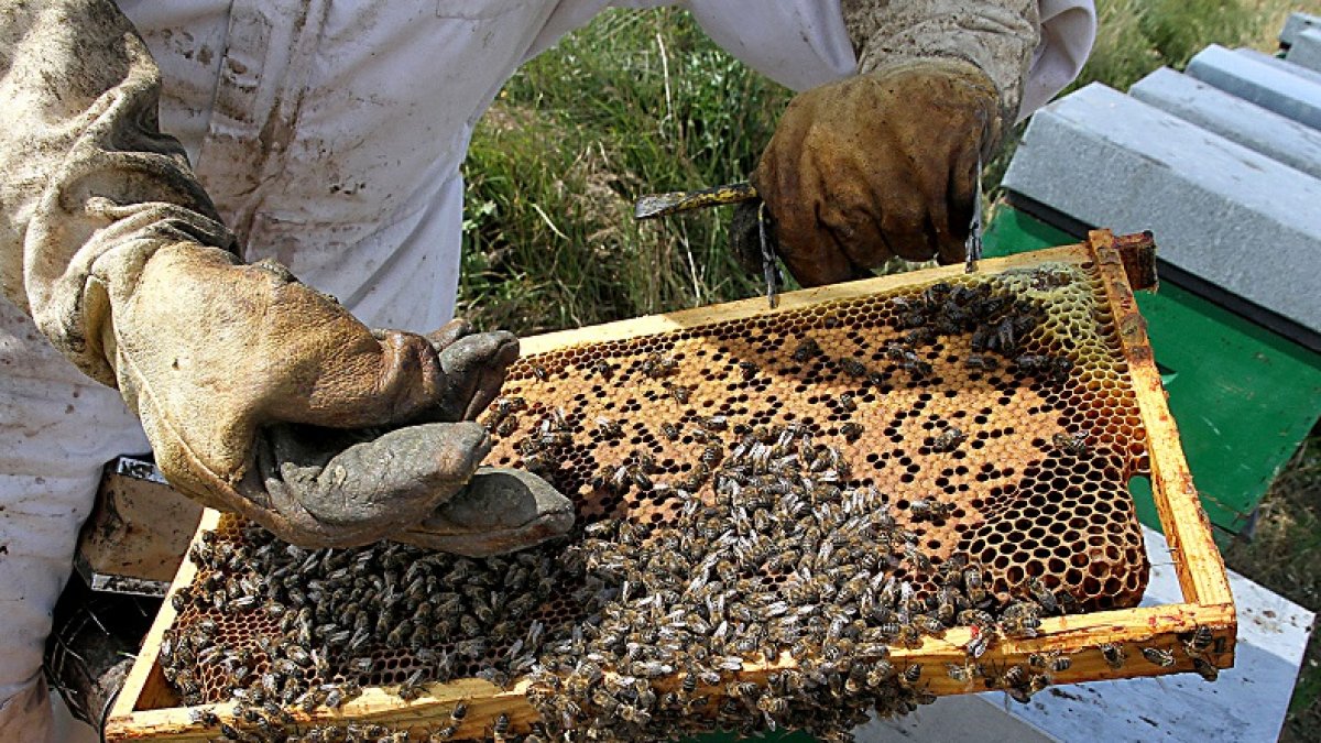 Colmenas del apicultor, Felipe García Plaza de Abia de las Torres (Palencia)