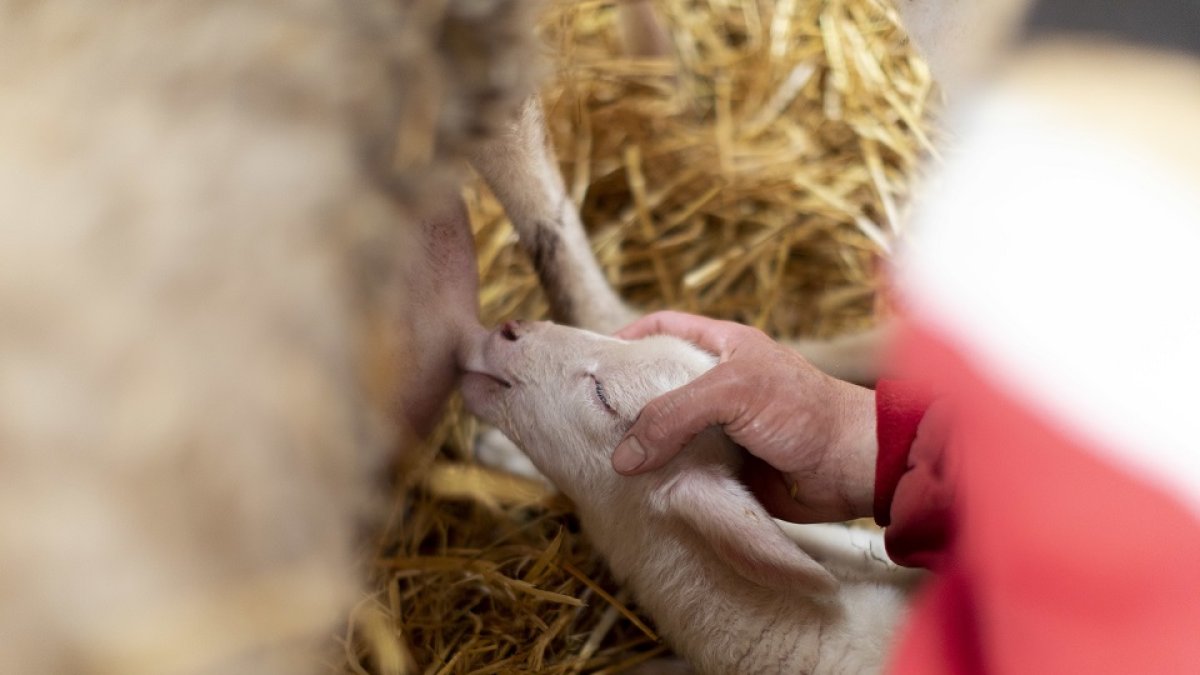 Un ganadero ayuda a una oveja a amamantar a su cordero en una granja de la localidad salmantina de Macotera. ALBERTO DI LOLLI