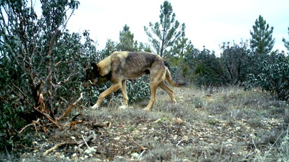 Un lobo en Castilla y León. ICAL