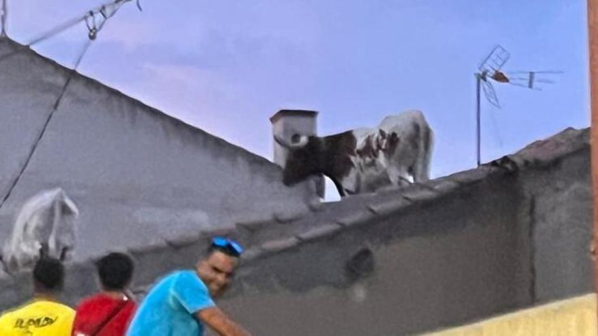Cabestro encima de un tejado de una casa en Villalpando. -E.M.