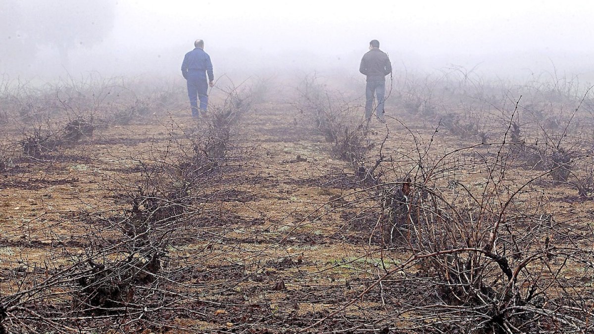Dos viticultores examinan su explotación en un viñedo de la localidad zamorana de Riofrío de Aliste. / M. Deneiva