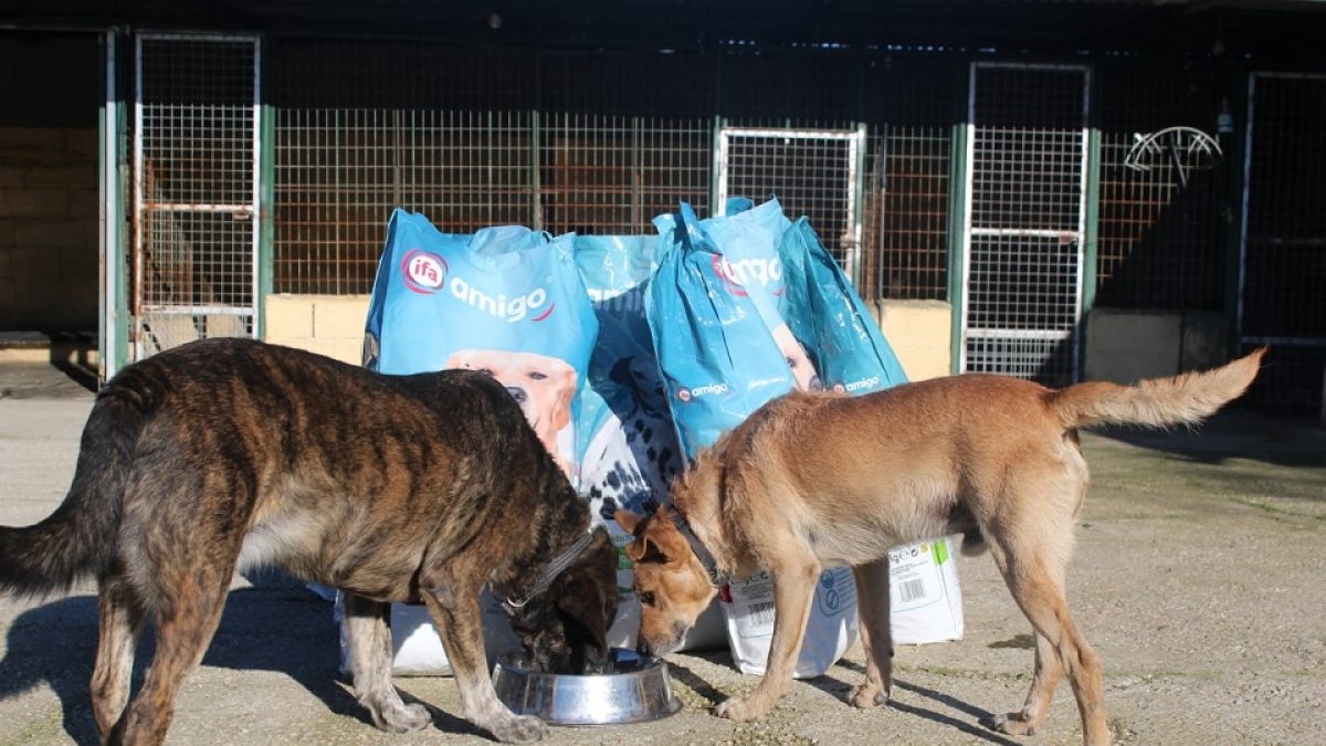 Dos perros comen el pienso recogido en la campaña de Responsabilidad Social corporativa de Gadis. E.M
