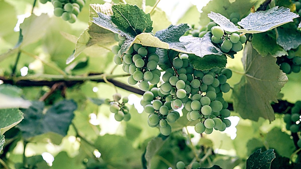 Racimo de uvas inmaduras en una explotación de viñedo de vinificación. - PQS/CCO