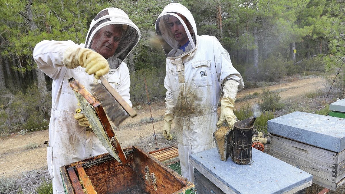 Dos apicultores recolectan la miel en un colmenar de la localidad palentina de Villota del Páramo. - ICAL