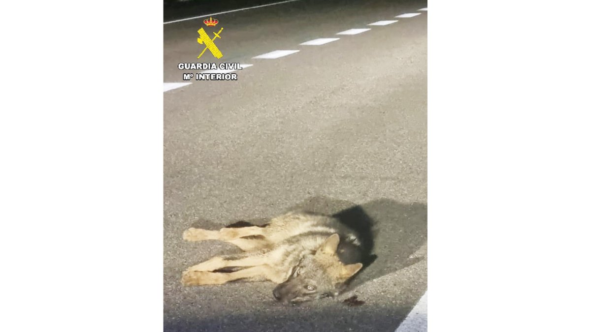 La Guardia Civil de Palencia localiza y auxilia a un ejemplar de lobo atropellado en la CL-615 (Palencia). Guardia Civil- Ical