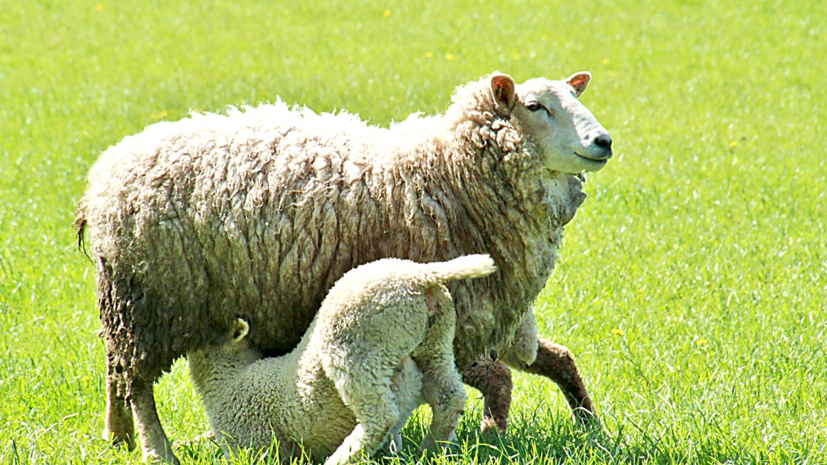 Una oveja amamanta a su cordero en una pradera. -PQS / CCO