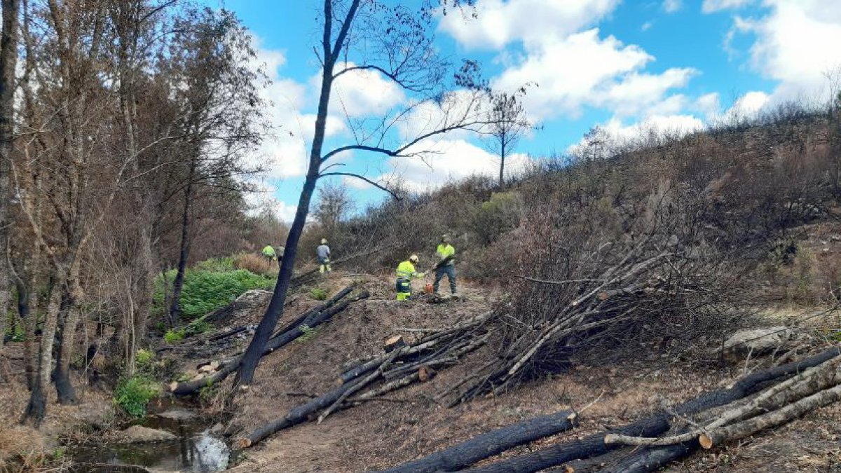 Actuaciones de restauración forestal y medioambiental de la CHD en cauces de la cuenca afectados por el incendio de la sierra de la Culebra