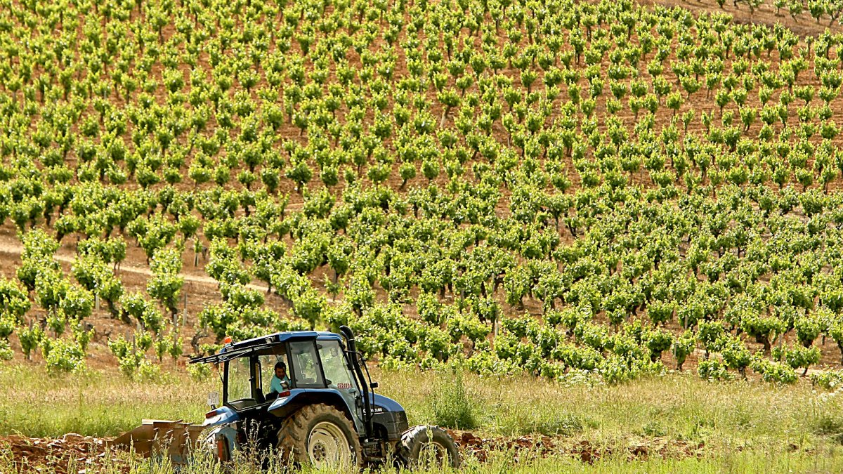 Cultivo de viñedo en la DO Bierzo.