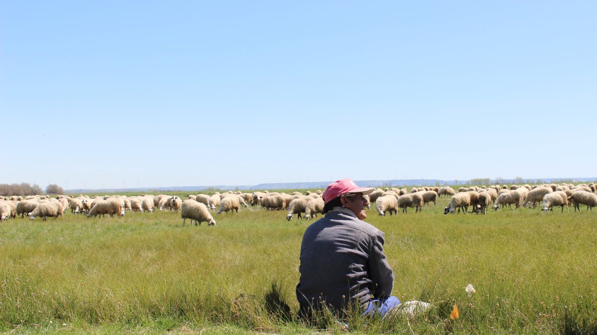 Pastor en la Laguna de la Nava