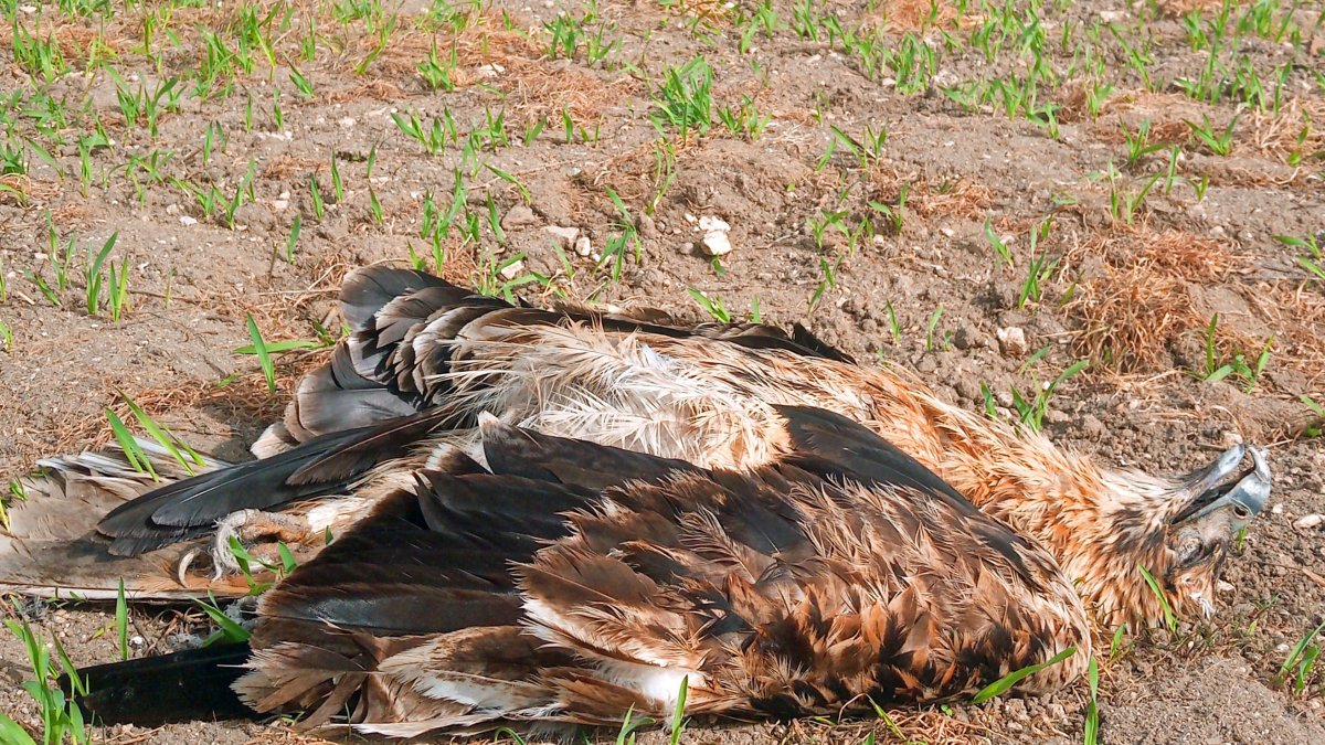 Ejemplar muerto de águila imperial ibérica