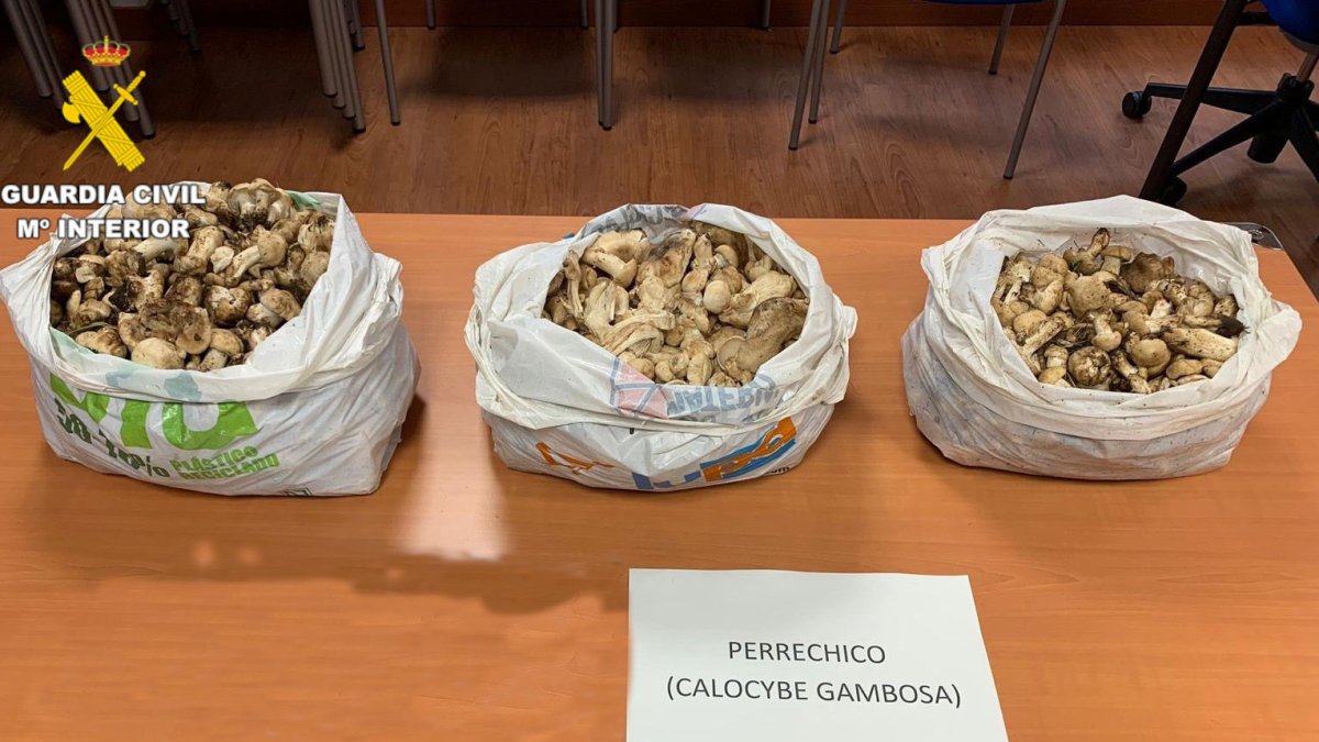 Decomisados más de 13 kilos de setas de San Jorge a tres personas en La Cueta (León)