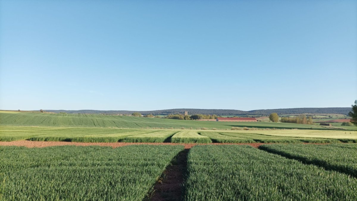 Campos de cereal en la localidad burgalesa de Lerma, en la comarca de Arlanza.