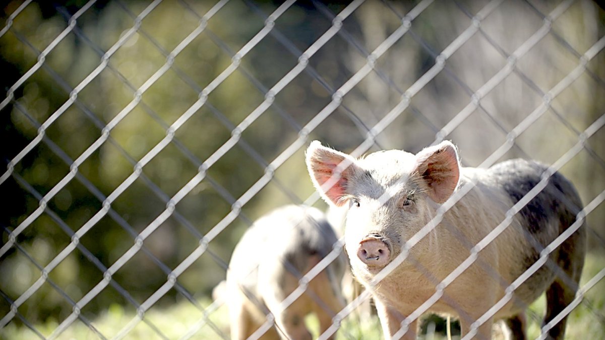 Un cerdo mira desde la alambrada de una explotación porcina.