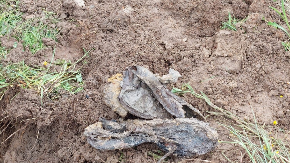 Restos de calzado encontrados en la fosa común de Sena de Luna