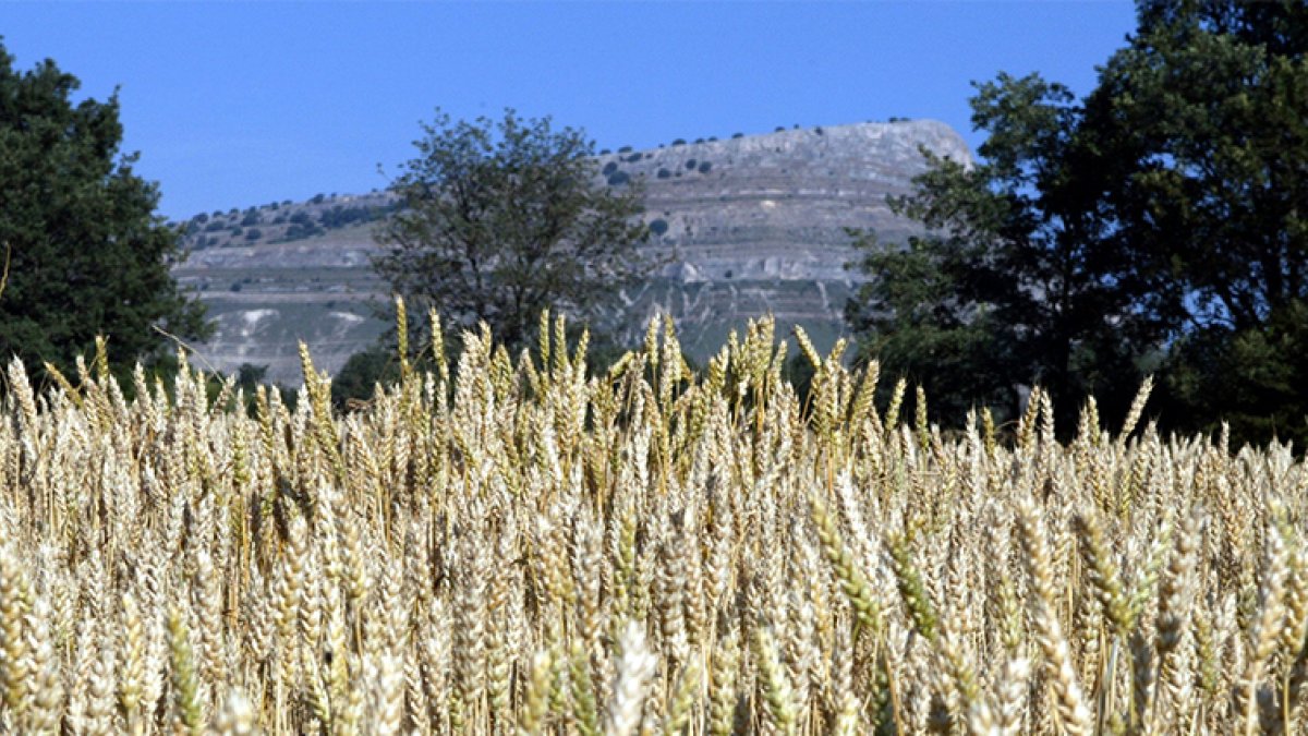 Campo de trigo en la provincia de Soria.