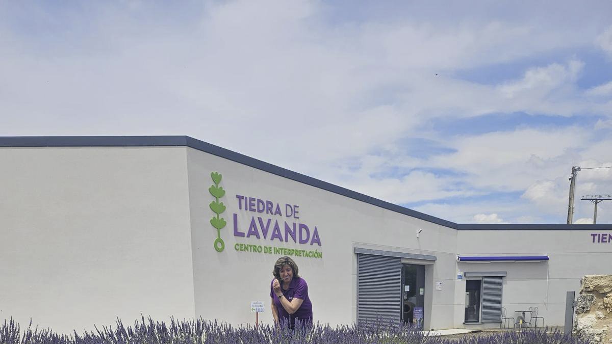 Campos de lavanda ubicados junto a la empresa ‘Tiedra de Lavanda’