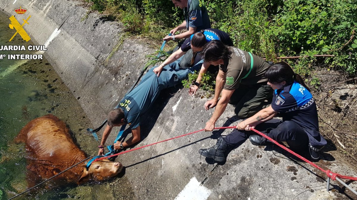 La guardia civil y la policía local de Guardo(Palencia) rescatan a una vaca de una acequia de riego