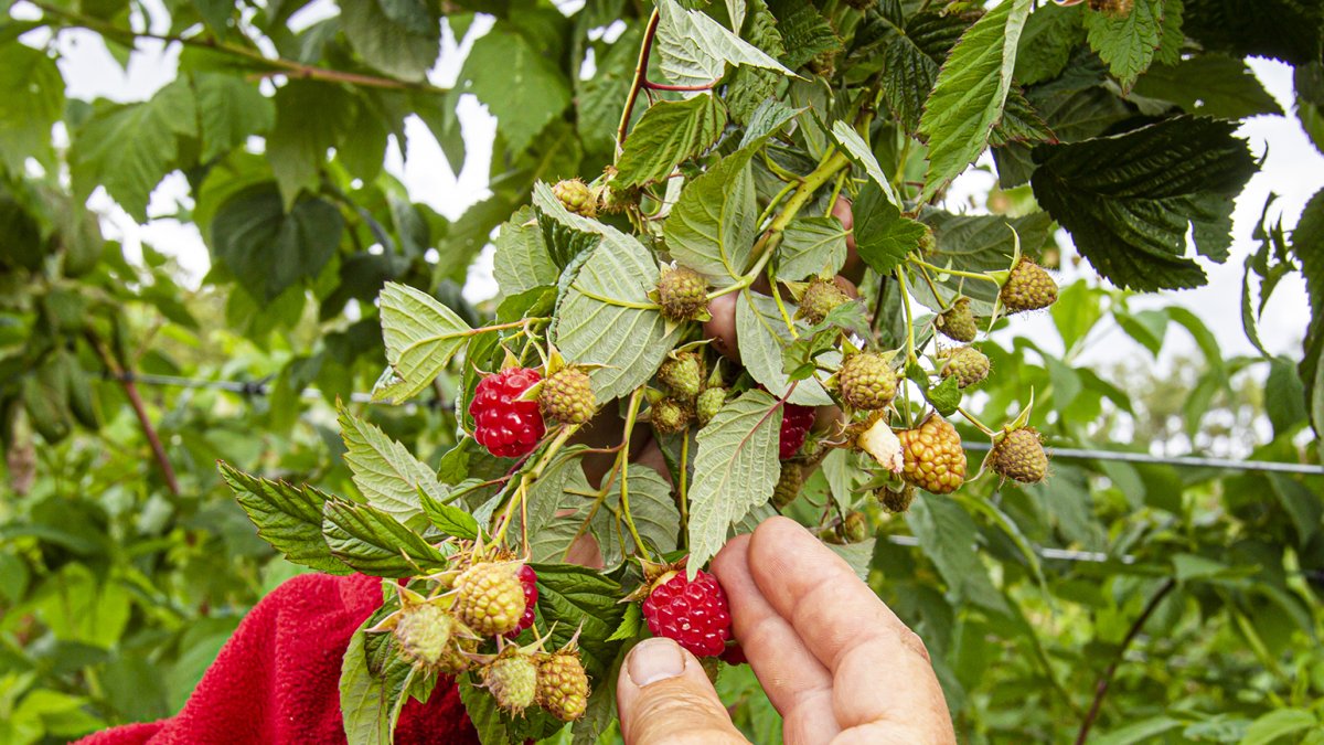 Algunos de los productores ya han comenzado a cosechar sus frutos rojos en El Royo