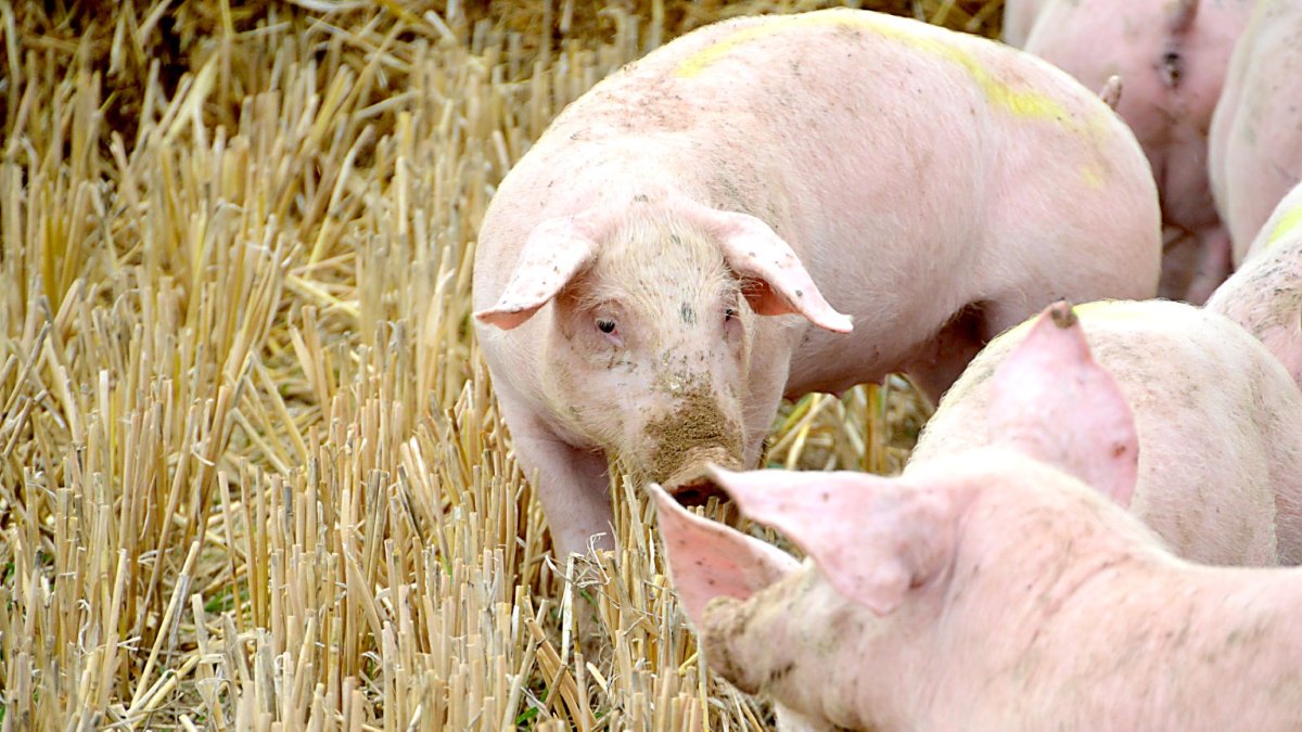 Cerdos de capa blanca hozan en un campo de cultivo recién cosechado