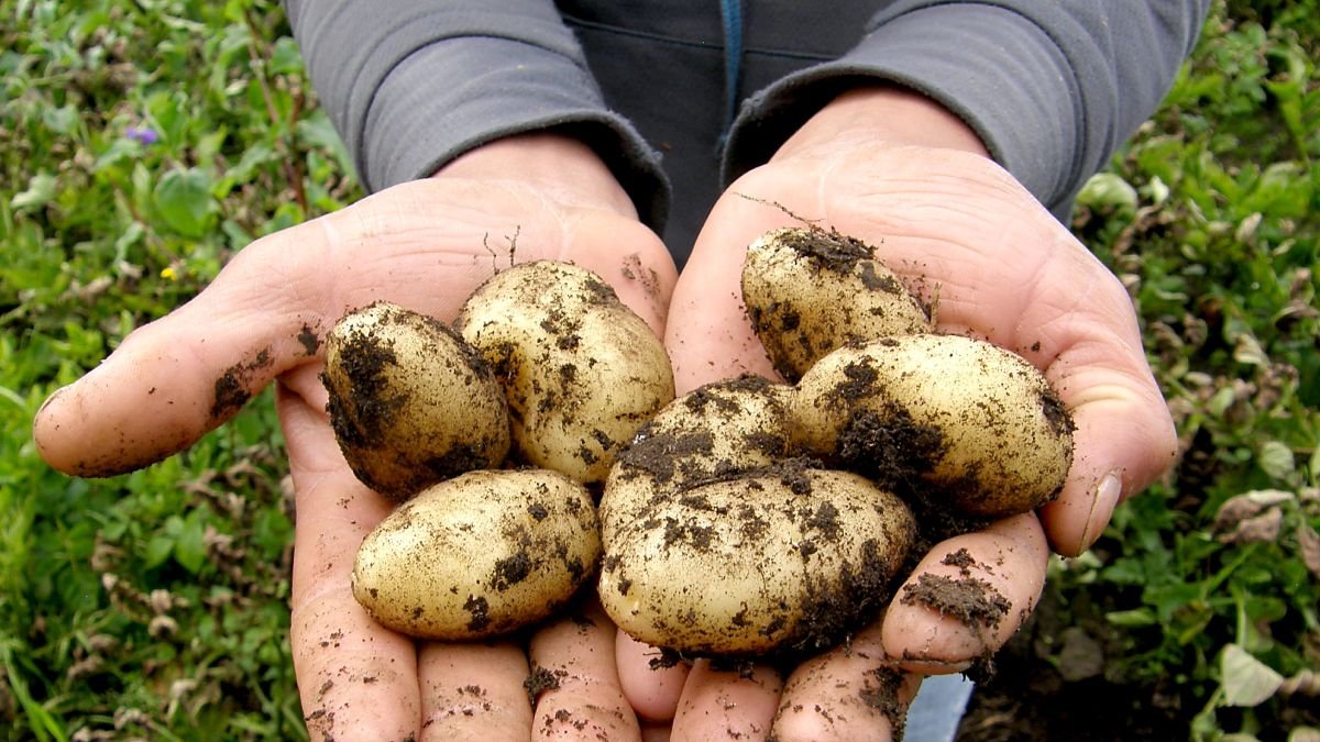 Un agricultor muestra patatas recién arrancadas de su cultivo. PQS / CCO