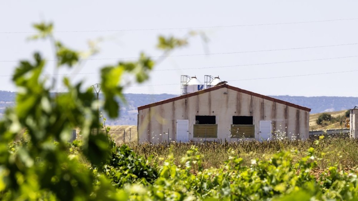 Una granja entre vides, en la zona de la Ribera del Duero. MARIO TEJEDOR