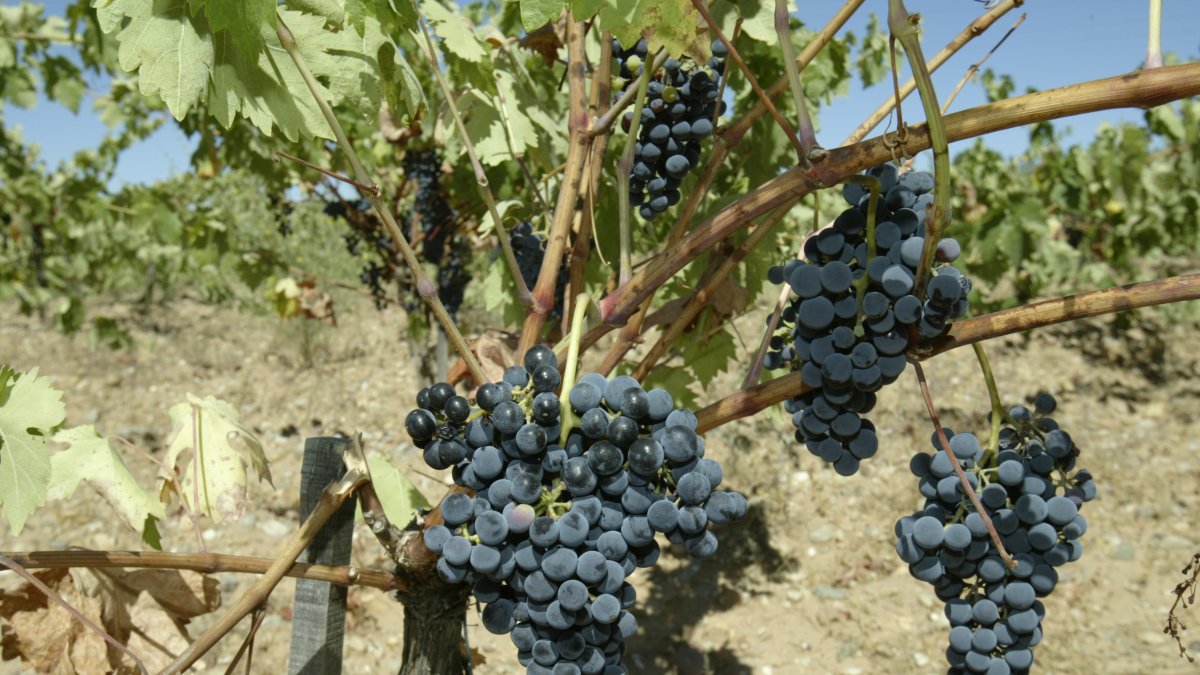 Viñedos de la Denominación de Origen Ribera del Duero.