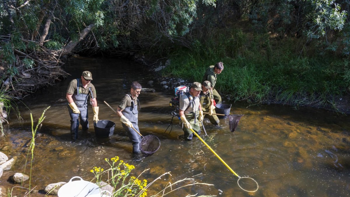 Agentes medioambientales de la Junta de Castilla y León y celadores de la Reserva de Caza de Urbión rescatan ejemplares de especies piscícolas que se encontraban en pozas aisladas en el río Tera