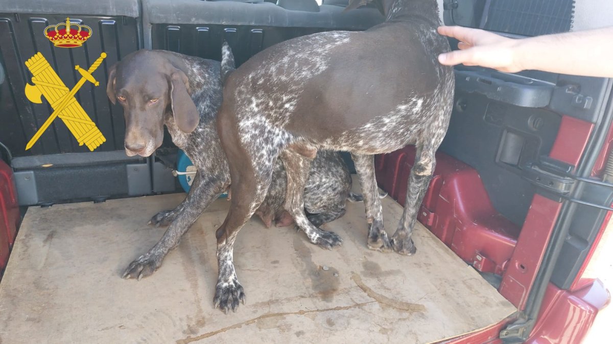 Los dos perros de raza Braco Alemán que habían sido robados