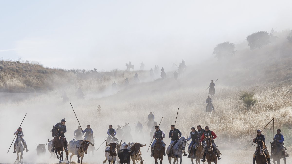 Segundo encierro de las fiestas de Cuéllar