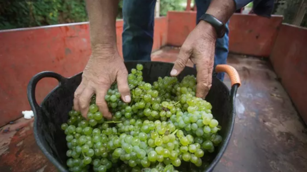 Imagen de archivo de la variedad de uva godello