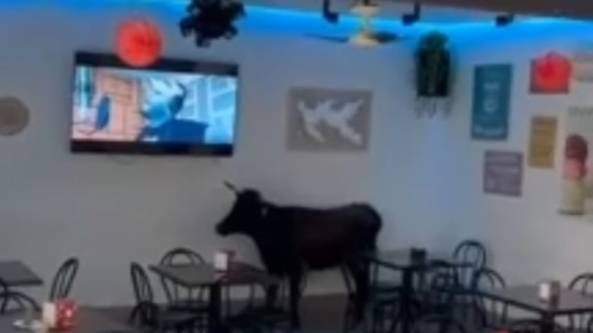 Una vaquilla se cuela en un bar durante un encierro en Cantalapiedra