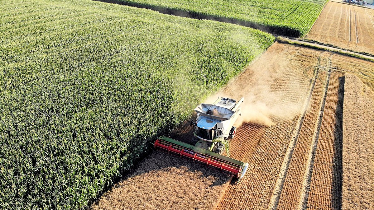 Una cosechadora recoge el grano en un campo de cereal