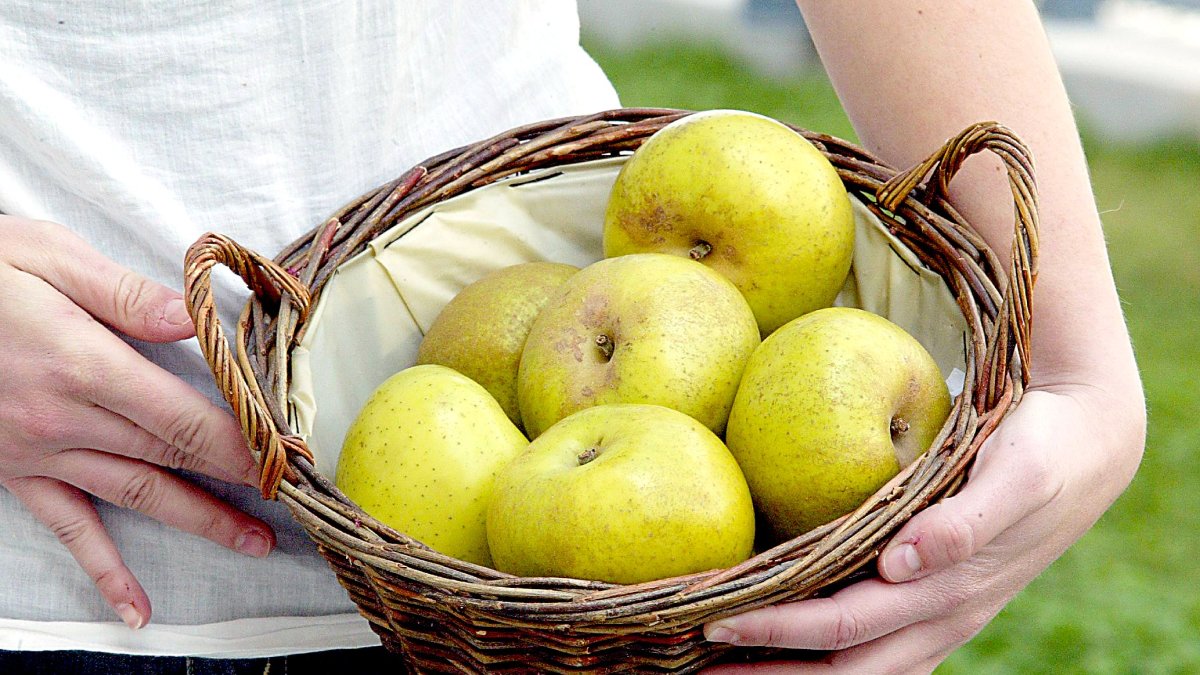 Una joven agricultora sostiene un canasto con manzana reineta del Bierzo, una fruta de calidad que cuenta con Denominación de Origen.