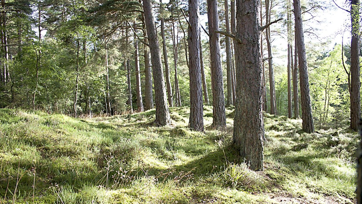 Agrupación de coníferas en una superficie forestal.