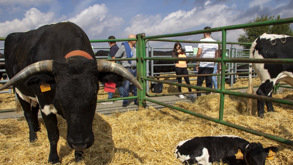 Concurso-Subasta Nacional de Raza Avileña-Negra Ibérica.