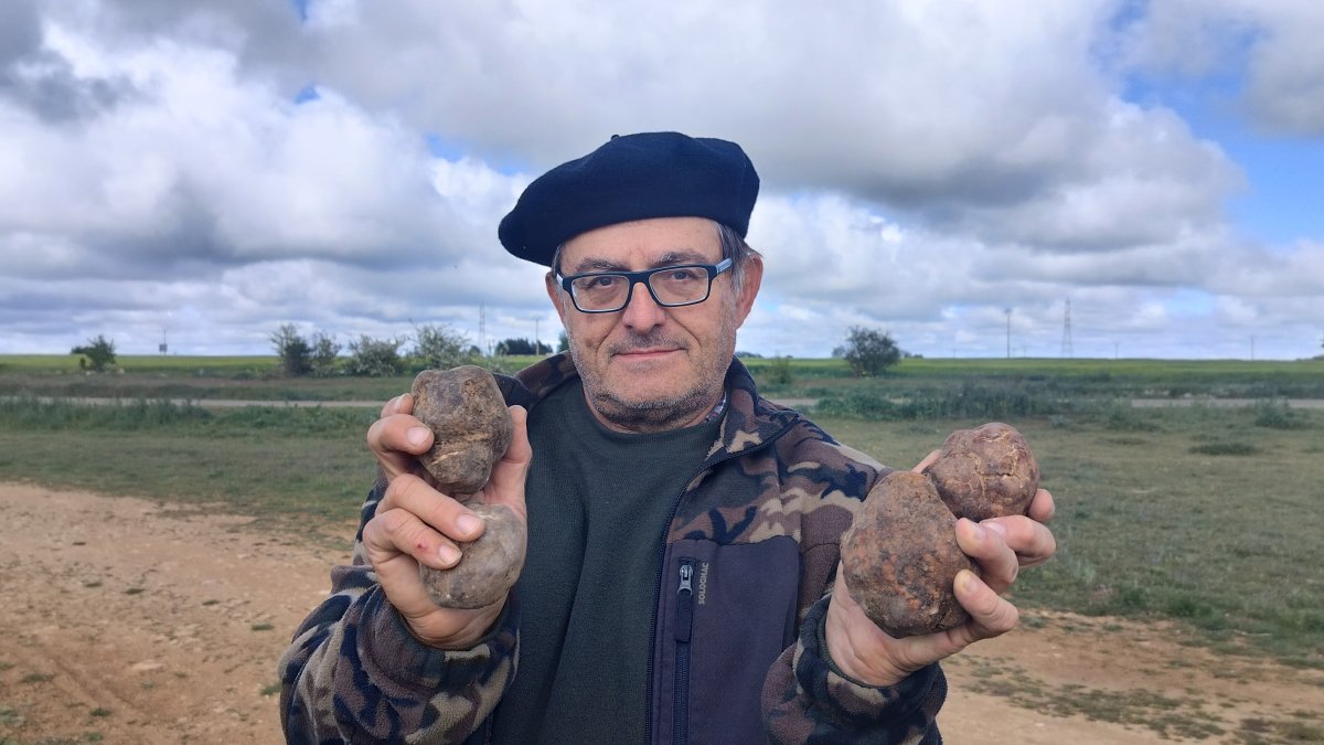 El director de la Cátedra de Micología de la UVa en el campus de Palencia, José Andrés Oria de Rueda, con unos ejemplares de turmas o trufas del desierto.